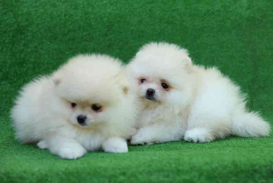 Čistokrevná štěňata pomeranianů Boo - foto 4