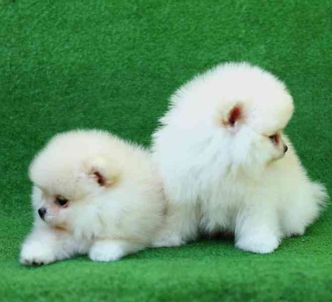Čistokrevná štěňata pomeranianů Boo - foto 3