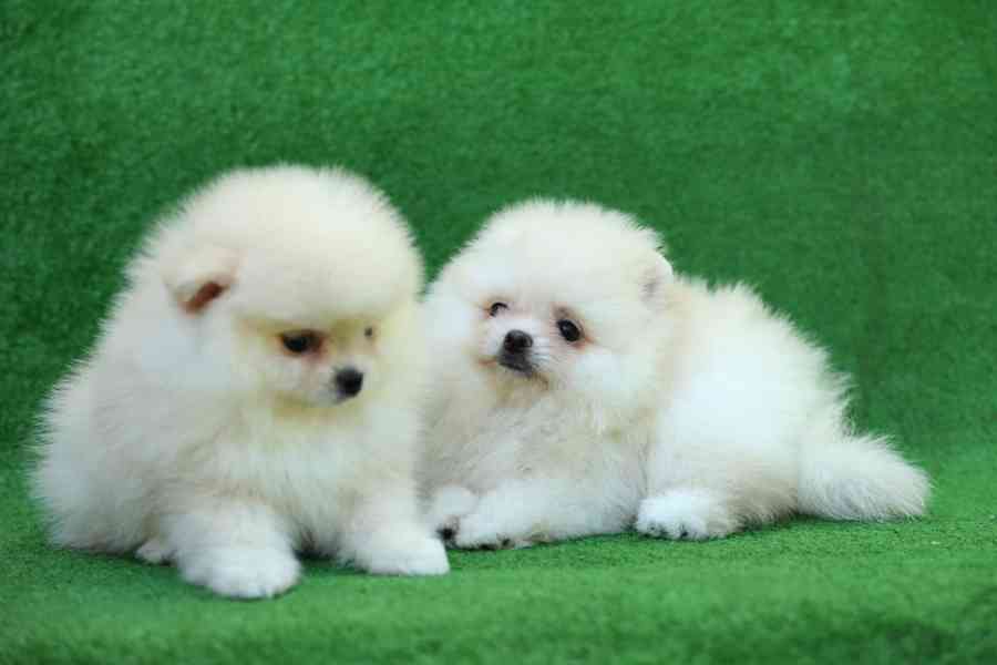 Čistokrevná štěňata pomeranianů Boo - foto 2