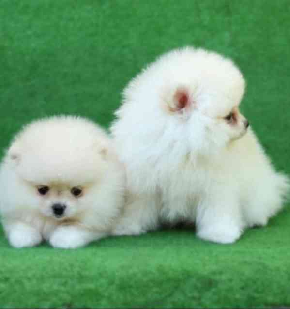 Čistokrevná štěňata pomeranianů Boo - foto 1