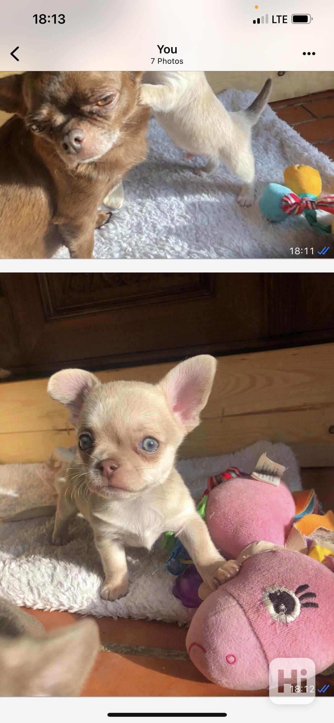 Čivava s pp - foto 1