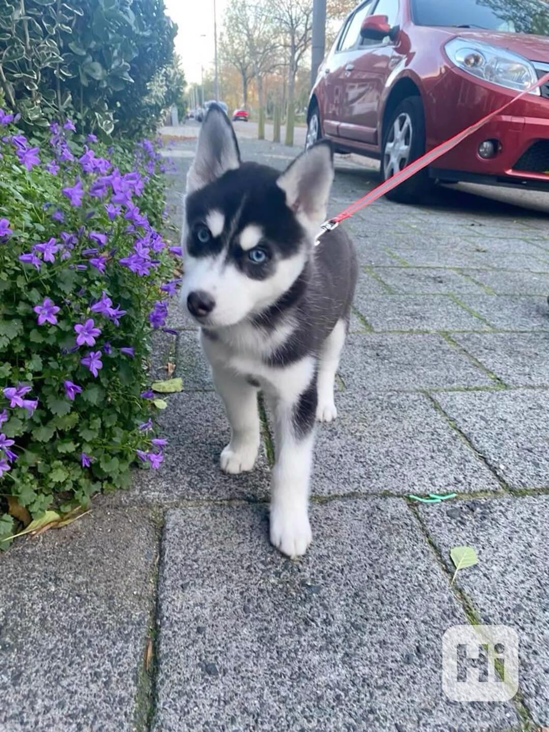 Zdarma dárek štěňata sibiřského huskyho k adopci   - foto 1
