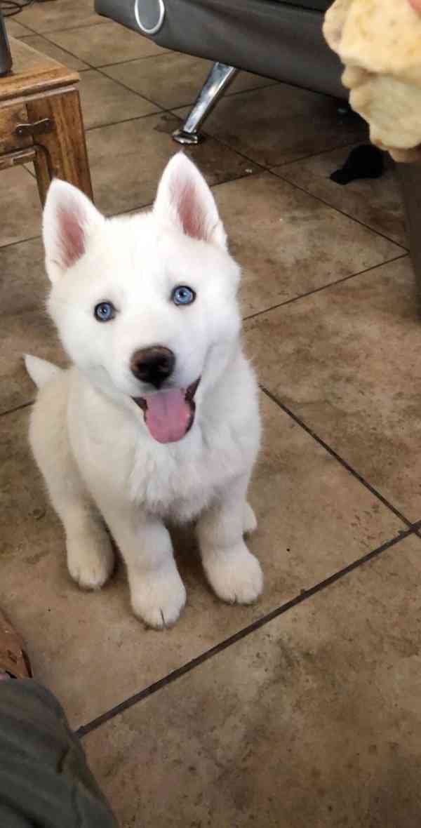 Zdarma dárek štěňata sibiřského huskyho k adopci   - foto 2