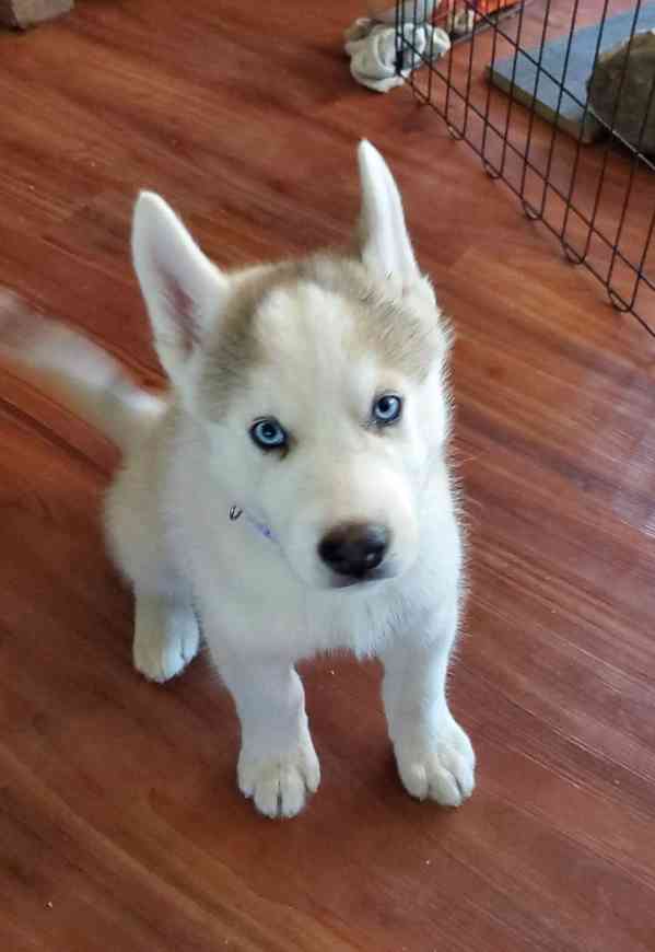 Zdarma dárek štěňata sibiřského huskyho k adopci   - foto 3