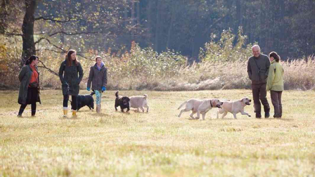 LABRADOR štěně s PP - odběr srpen  - foto 9