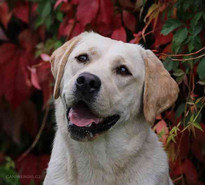 LABRADOR štěně s PP - odběr srpen  - foto 4