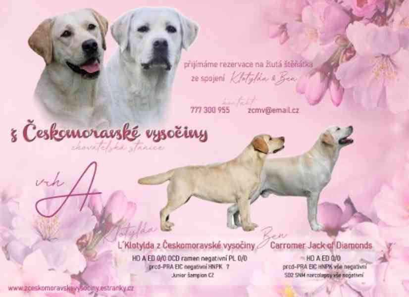 LABRADOR štěně s PP - odběr srpen  - foto 6