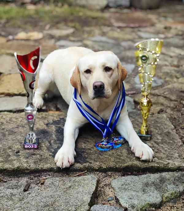 LABRADOR štěně s PP - odběr srpen  - foto 8