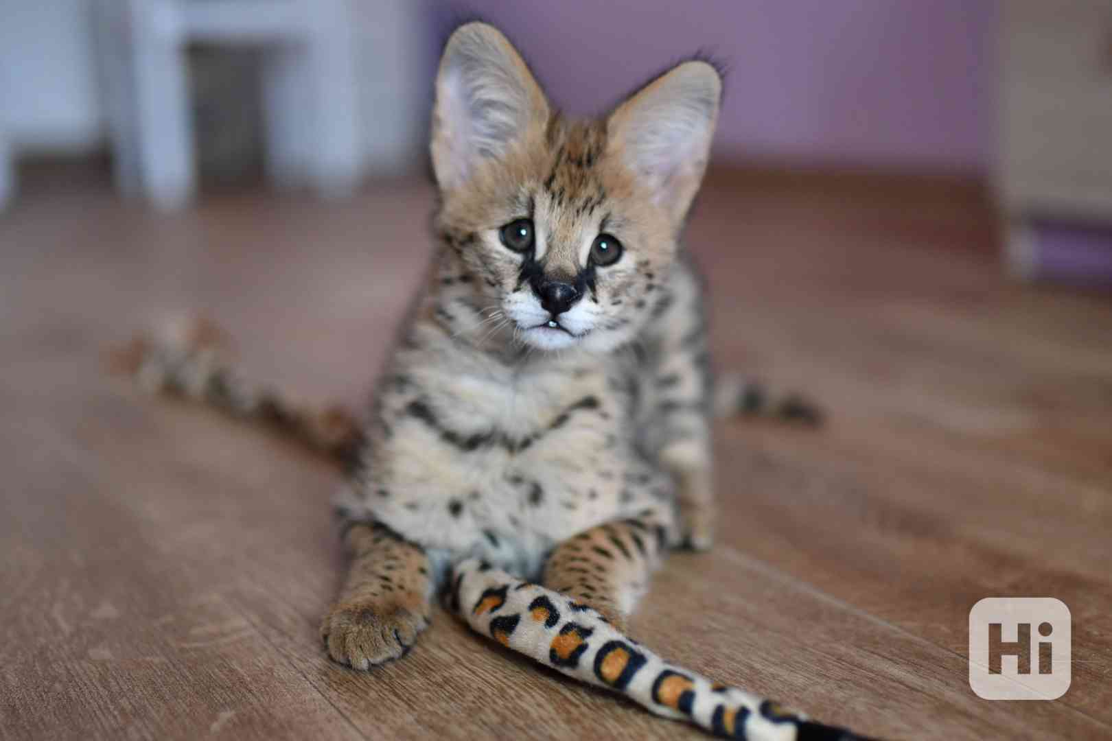 Serval - foto 1