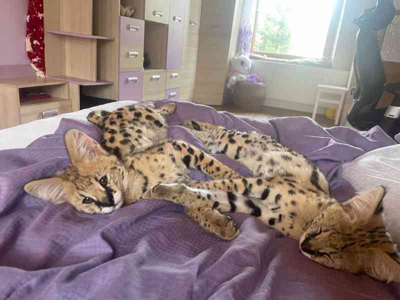 Serval - foto 3