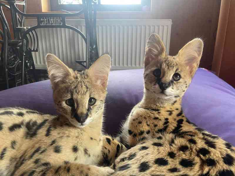 Serval - foto 2