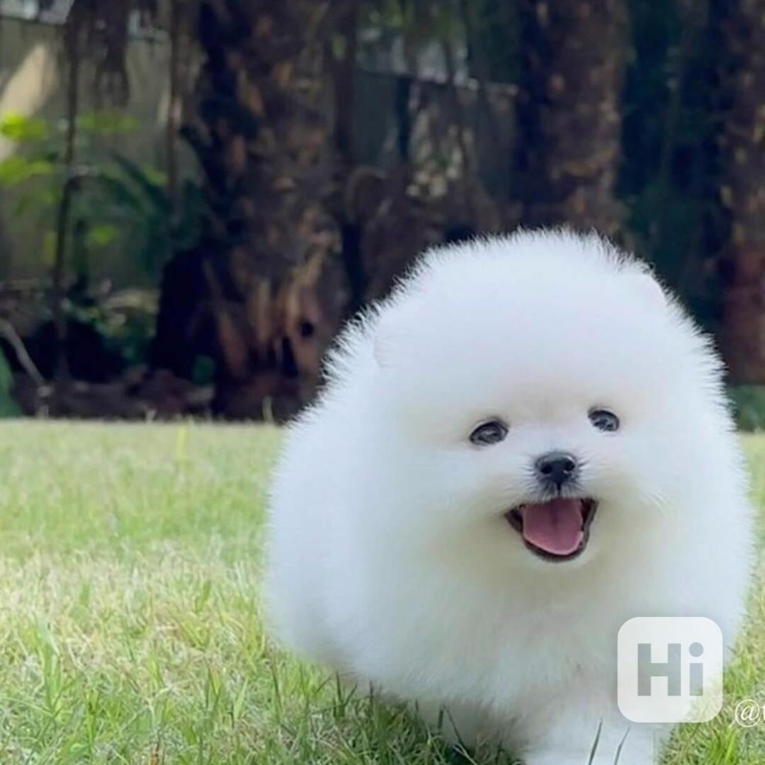 štěňata pomeraniana fenka ~ pejsky - foto 1