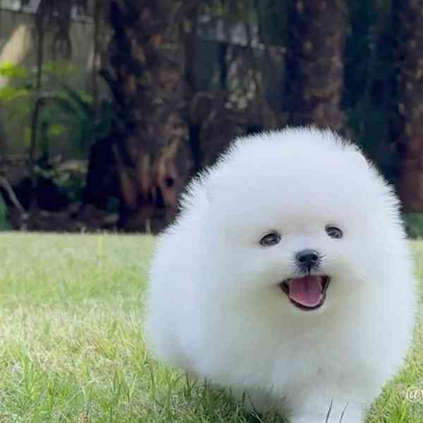 štěňata pomeraniana fenka ~ pejsky - foto 1