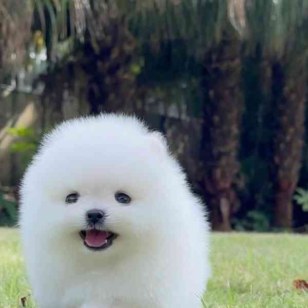 štěňata pomeraniana fenka ~ pejsky - foto 2