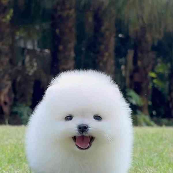 štěňata pomeraniana fenka ~ pejsky - foto 3