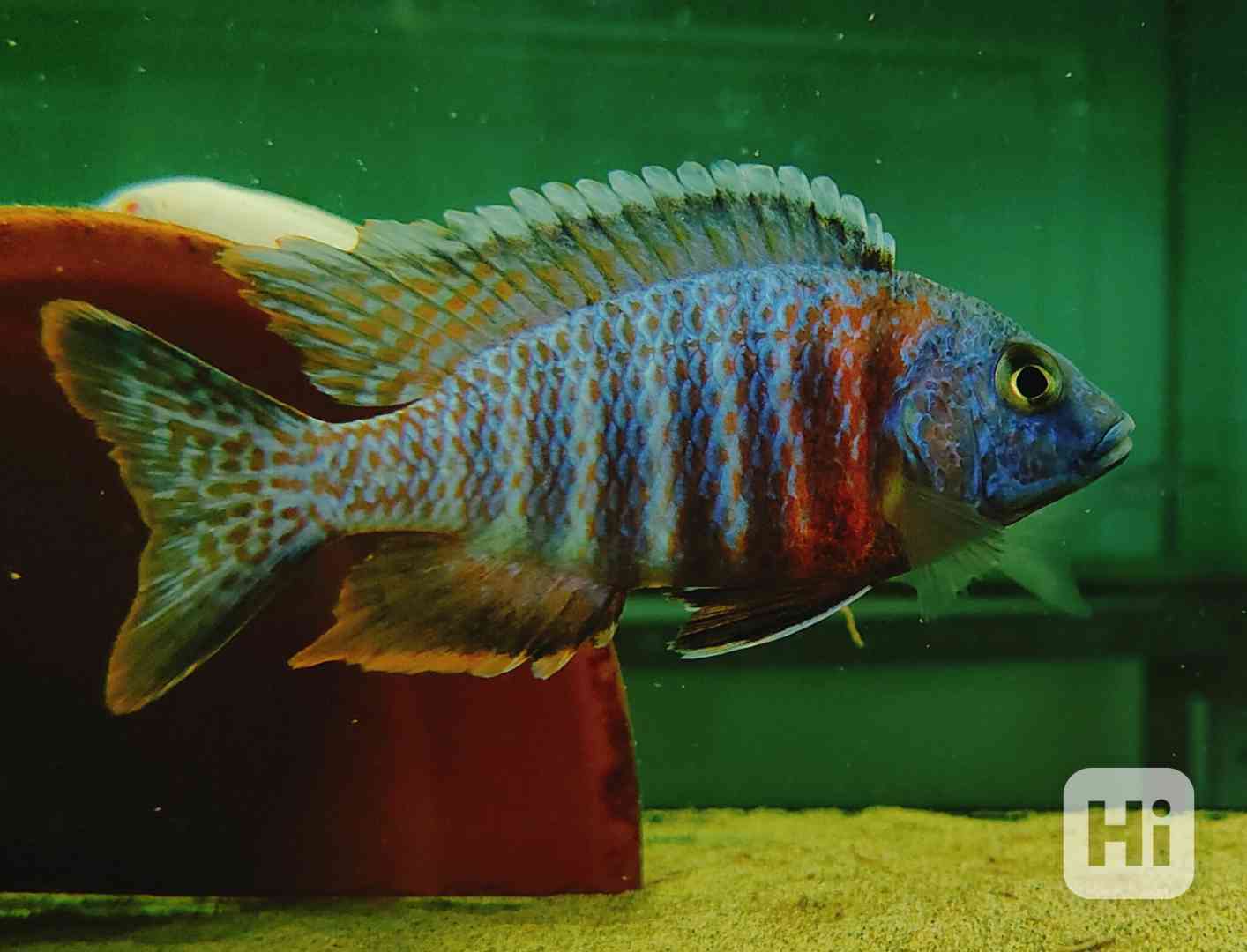 Tlamovci Malawi  - foto 1