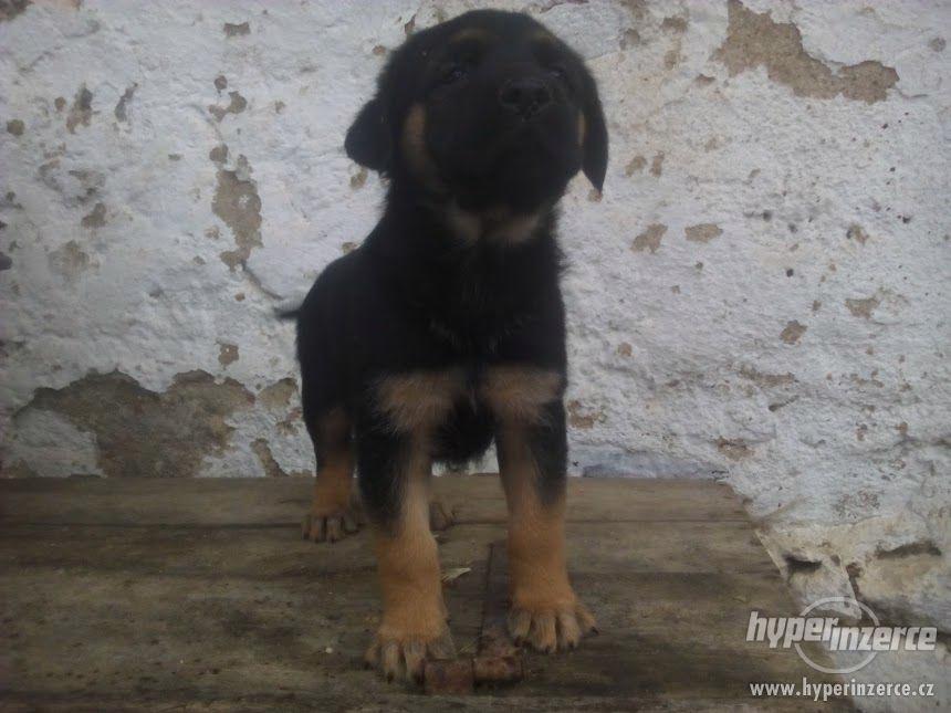 Německý ovčák X rotvajler - foto 1