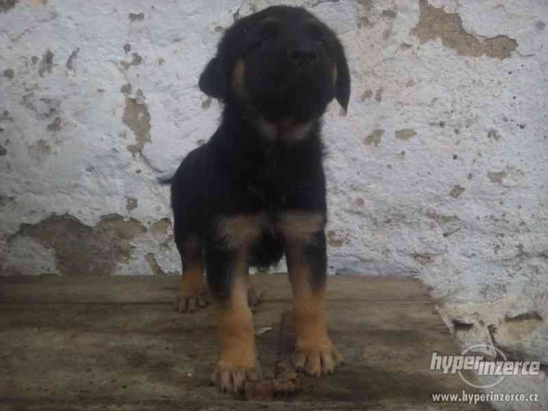 Německý ovčák X rotvajler - foto 1