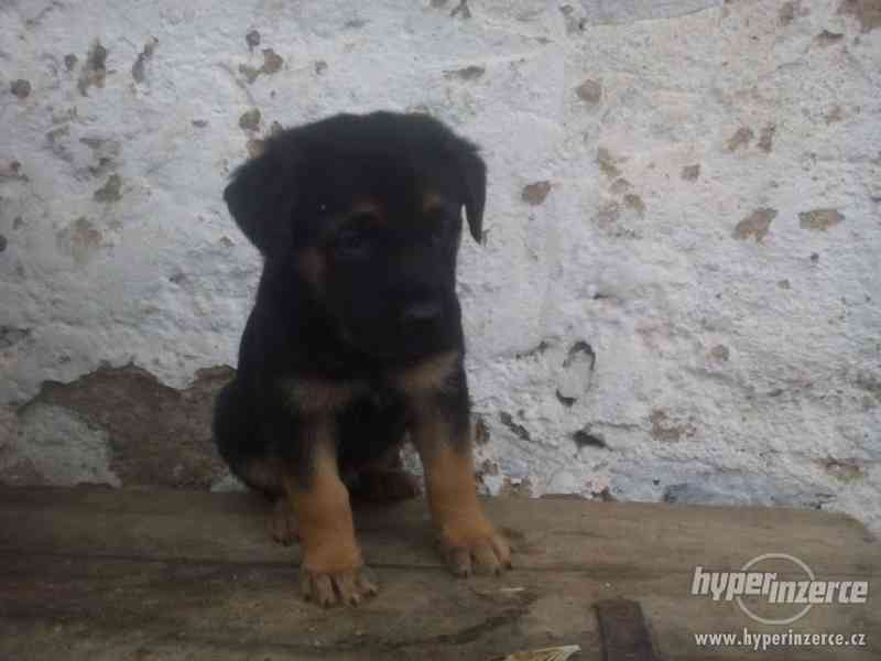 Německý ovčák X rotvajler - foto 2
