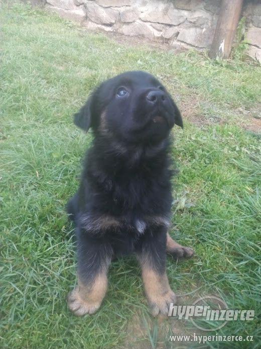 Německý ovčák X rotvajler - foto 3