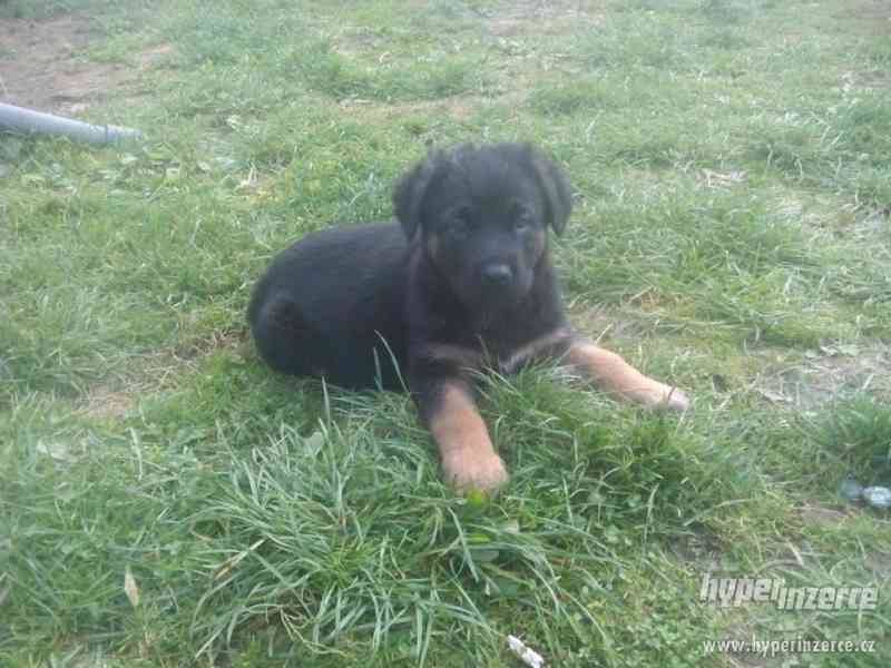 Německý ovčák X rotvajler - foto 4