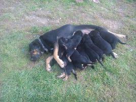 Německý ovčák X rotvajler - foto 5