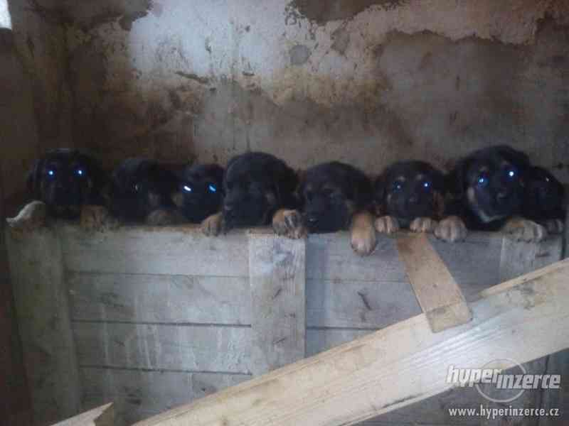 Německý ovčák X rotvajler - foto 6