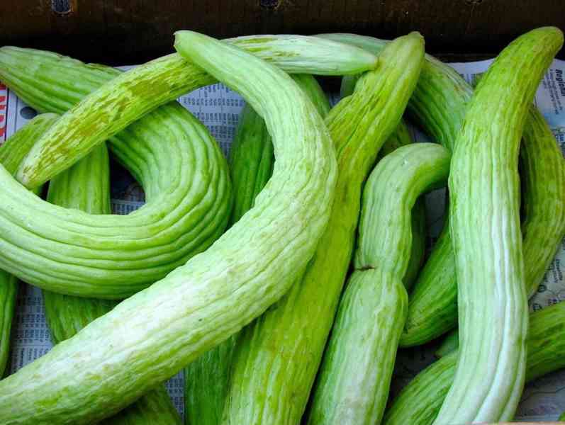 Okurka Tortarello Verde Barese - Arménská okurka - semena - foto 1