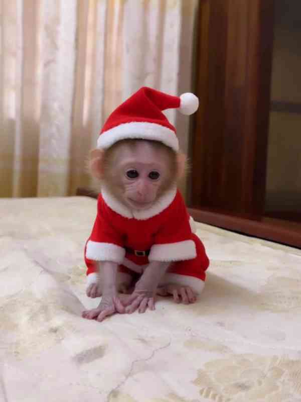 Zdravé kapucínské opice k adopci. (Doprava možná) - foto 1