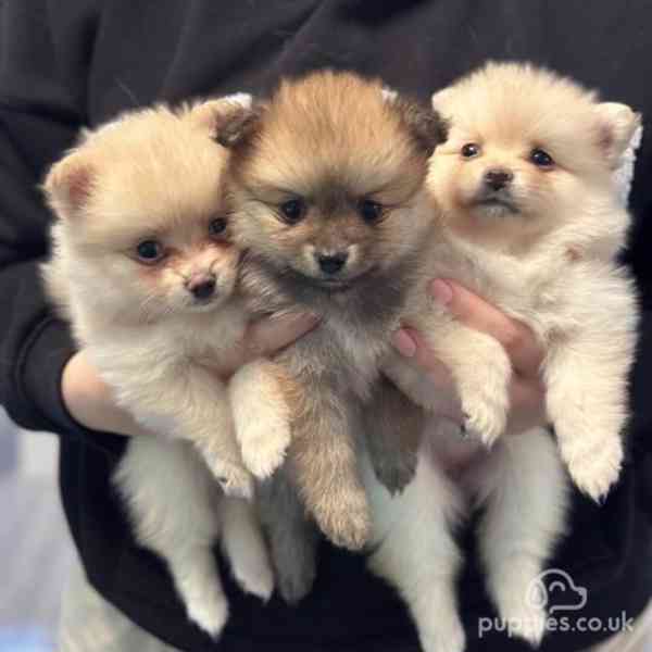  Štěňata mini pomeranianského špice - foto 2