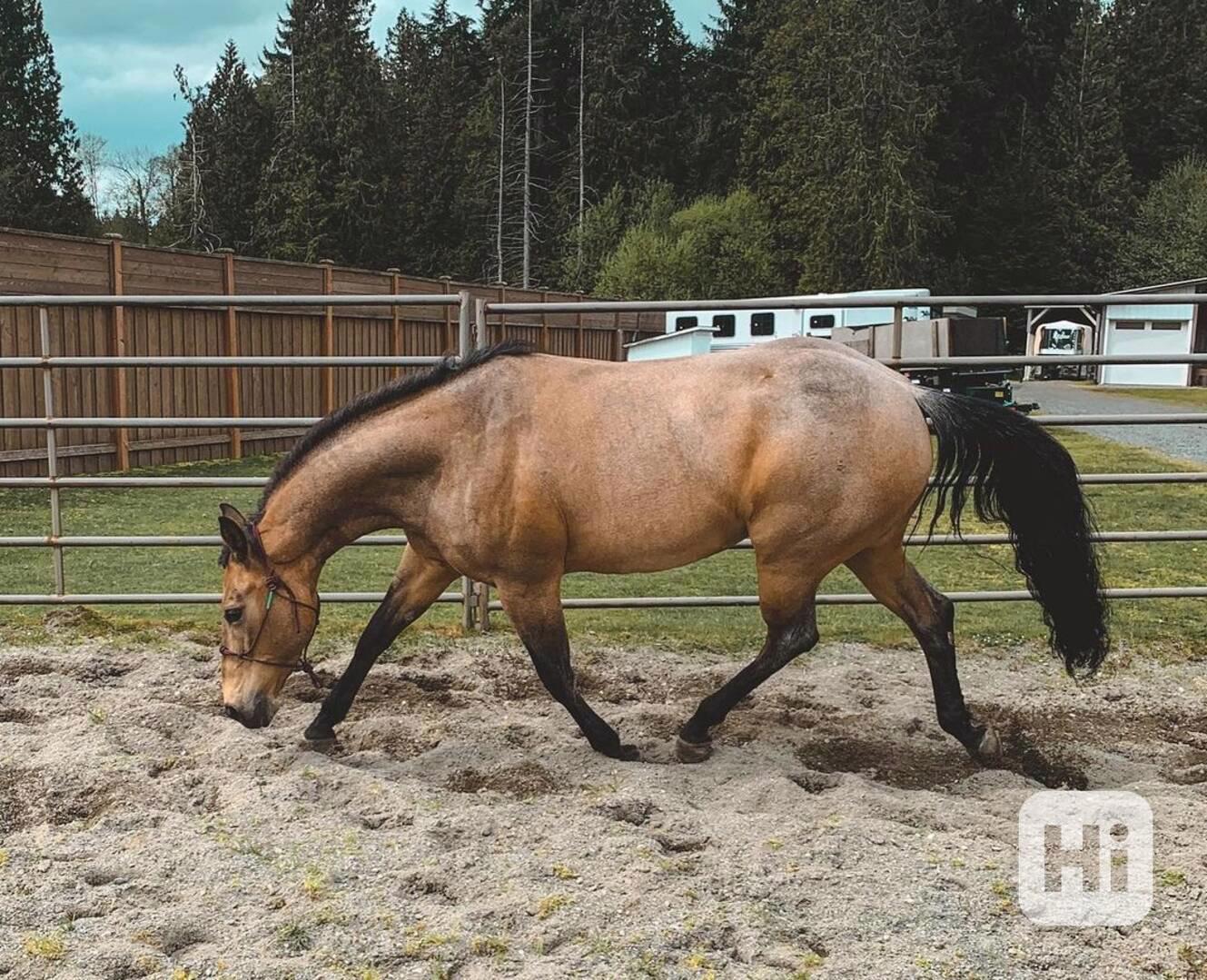 AQH klisnu a valacha  - foto 1