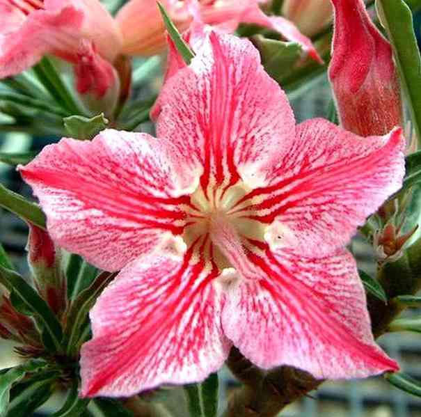 Adenium obesum 'star of hope' - semena