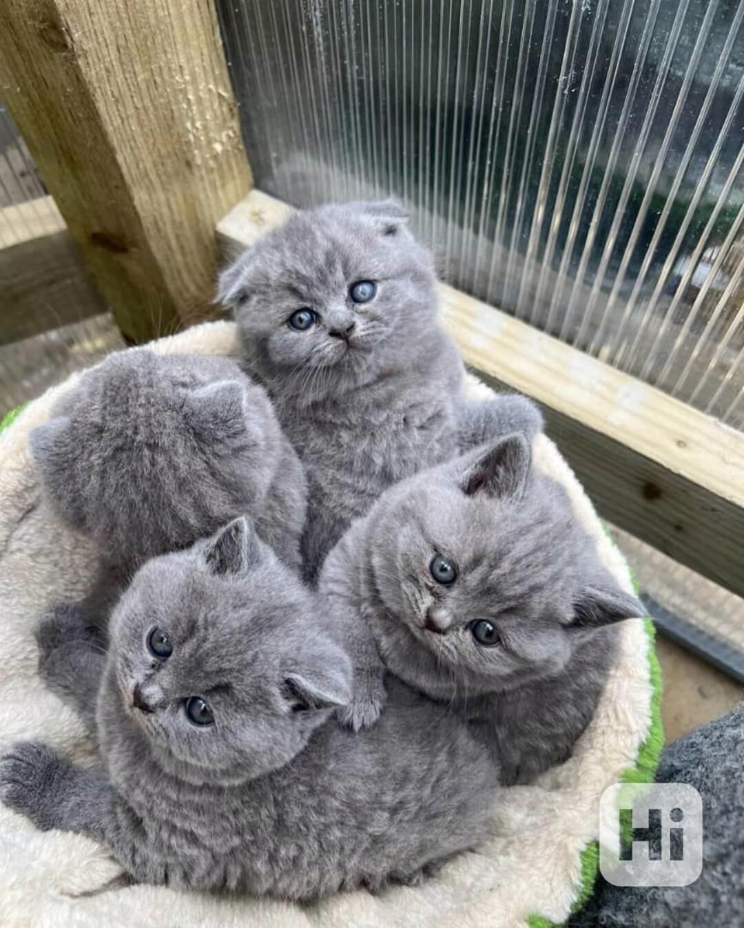 Koťata britské krátkosrsté šelmy - foto 1