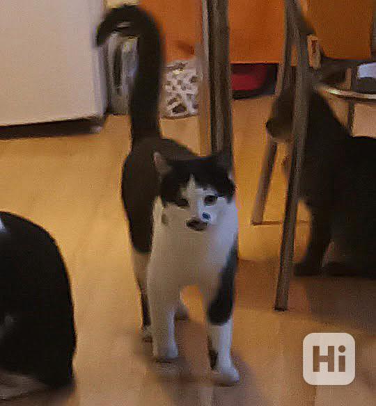 Bíločerný, hodný, mazlivý 10měsíční Bělík  - foto 1