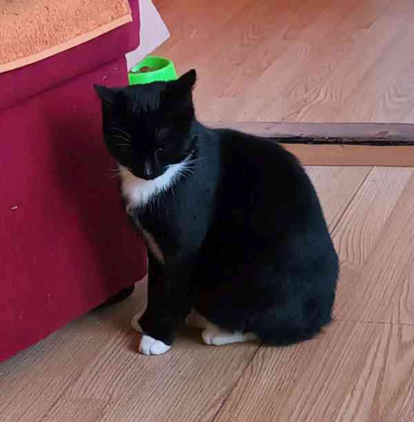 Bíločerný, hodný, mazlivý 10měsíční Bělík  - foto 2