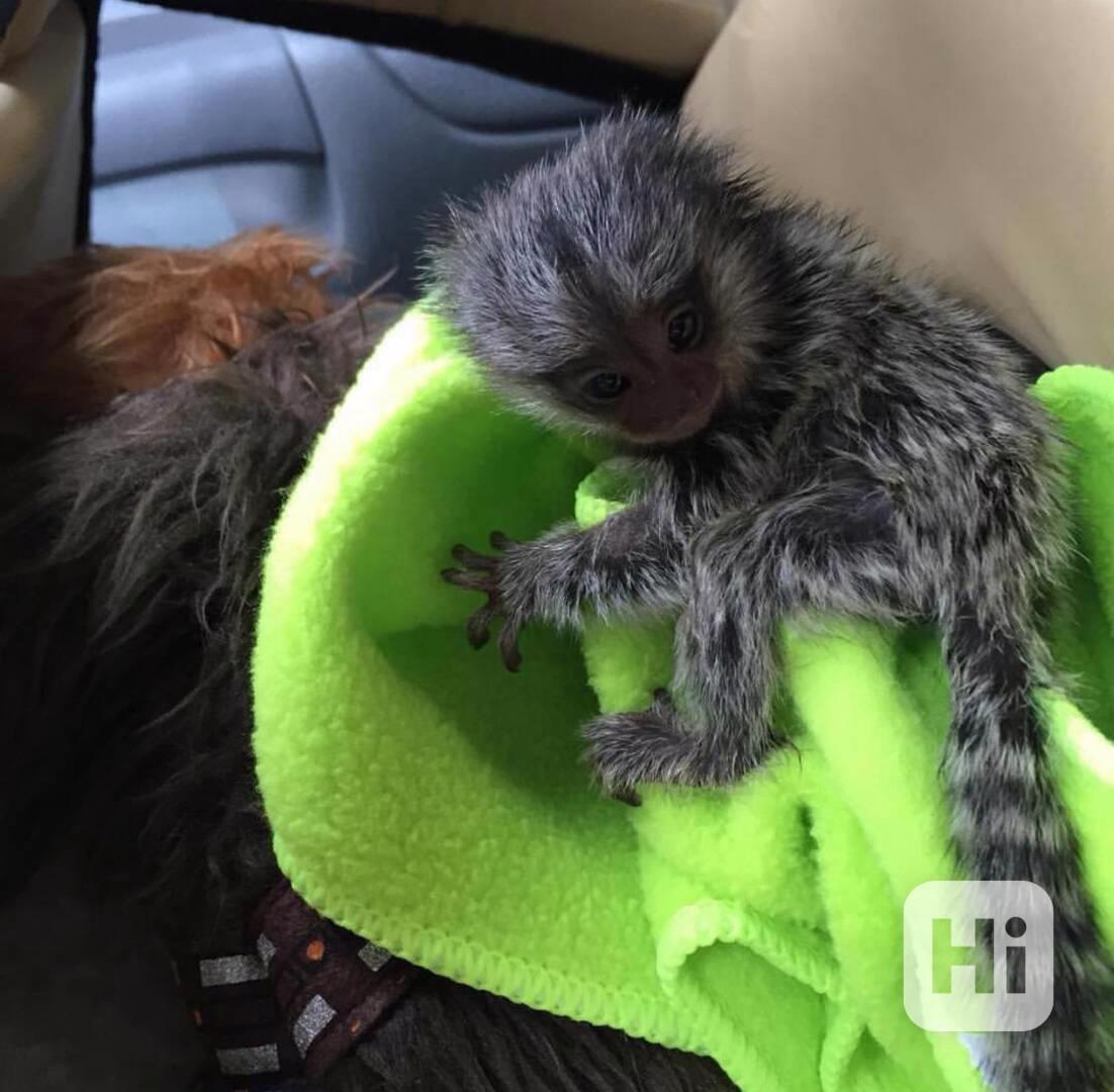 K dispozici opičky kosmany - foto 1