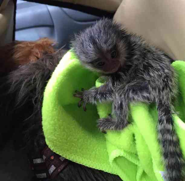 K dispozici opičky kosmany - foto 1