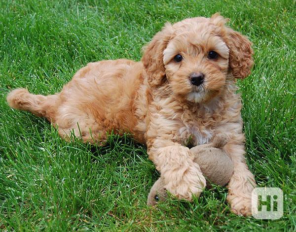 Roztomilá štěňátka labradoodla   - foto 1