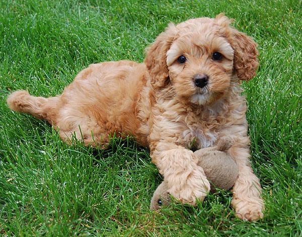 Roztomilá štěňátka labradoodla   - foto 1