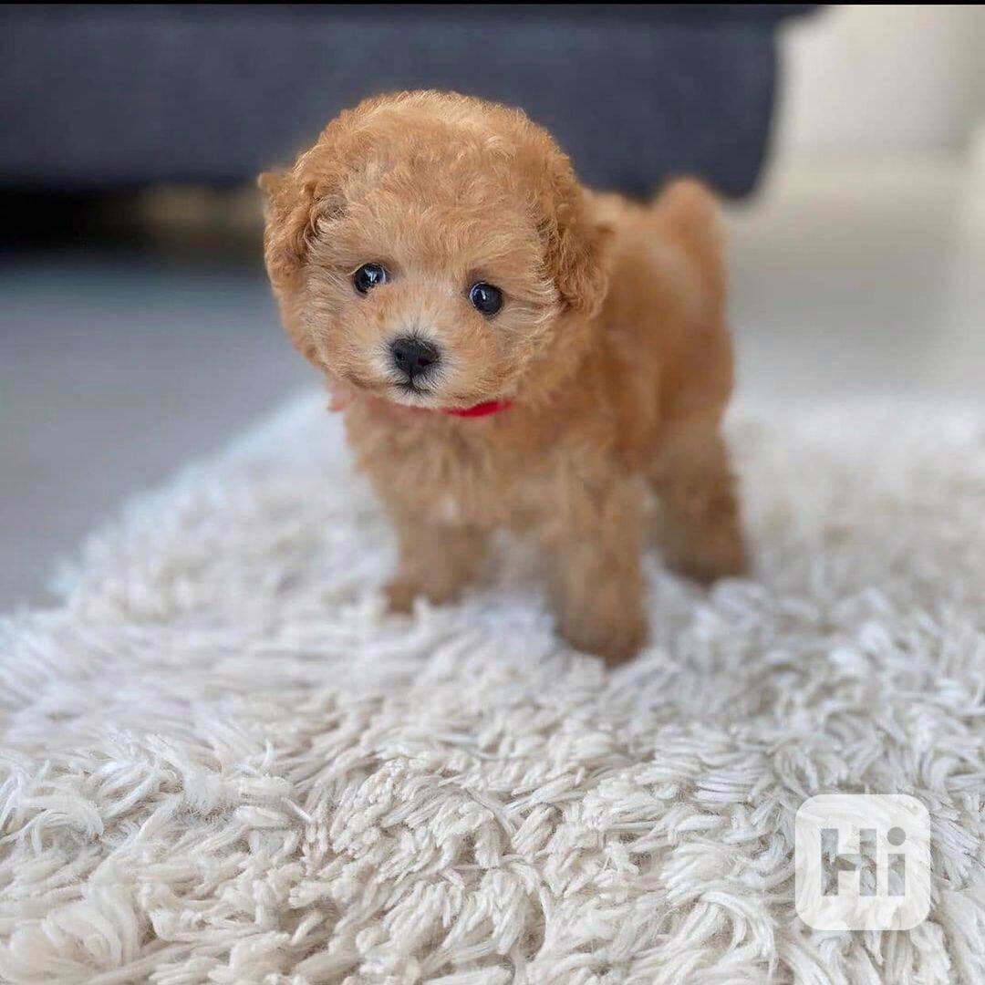 Úžasná štěňata pudla PP - foto 1