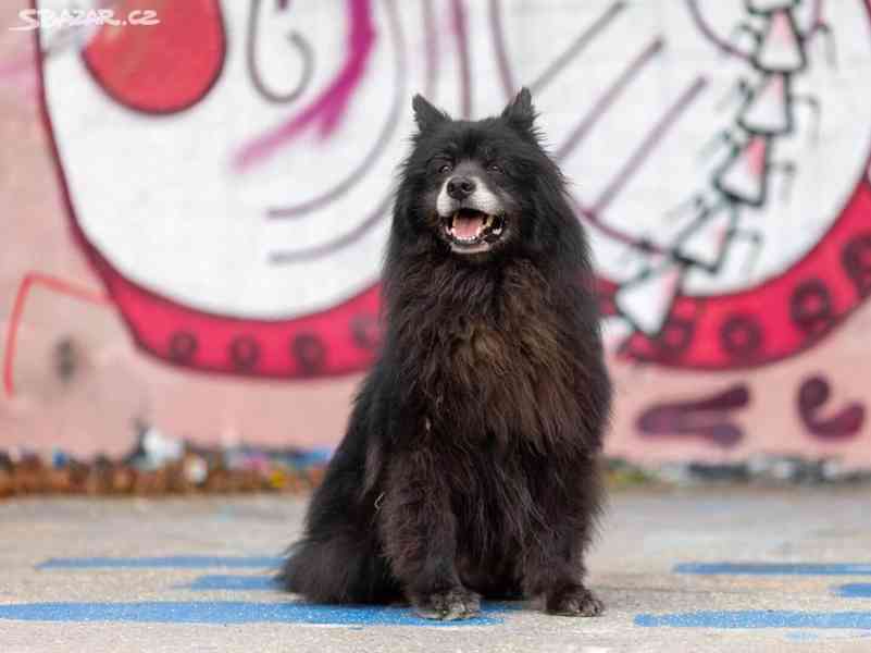 KEVIN - Německý špic 20 kg - kastrovaný psík 10 let - foto 3