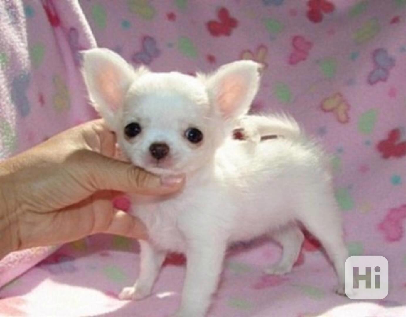 Čivava na prodej bez PP - foto 1