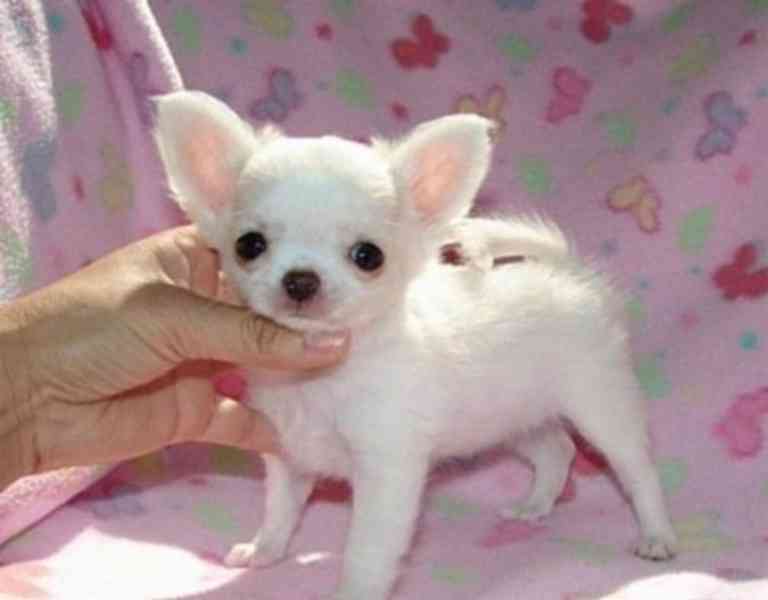 Čivava na prodej bez PP - foto 1