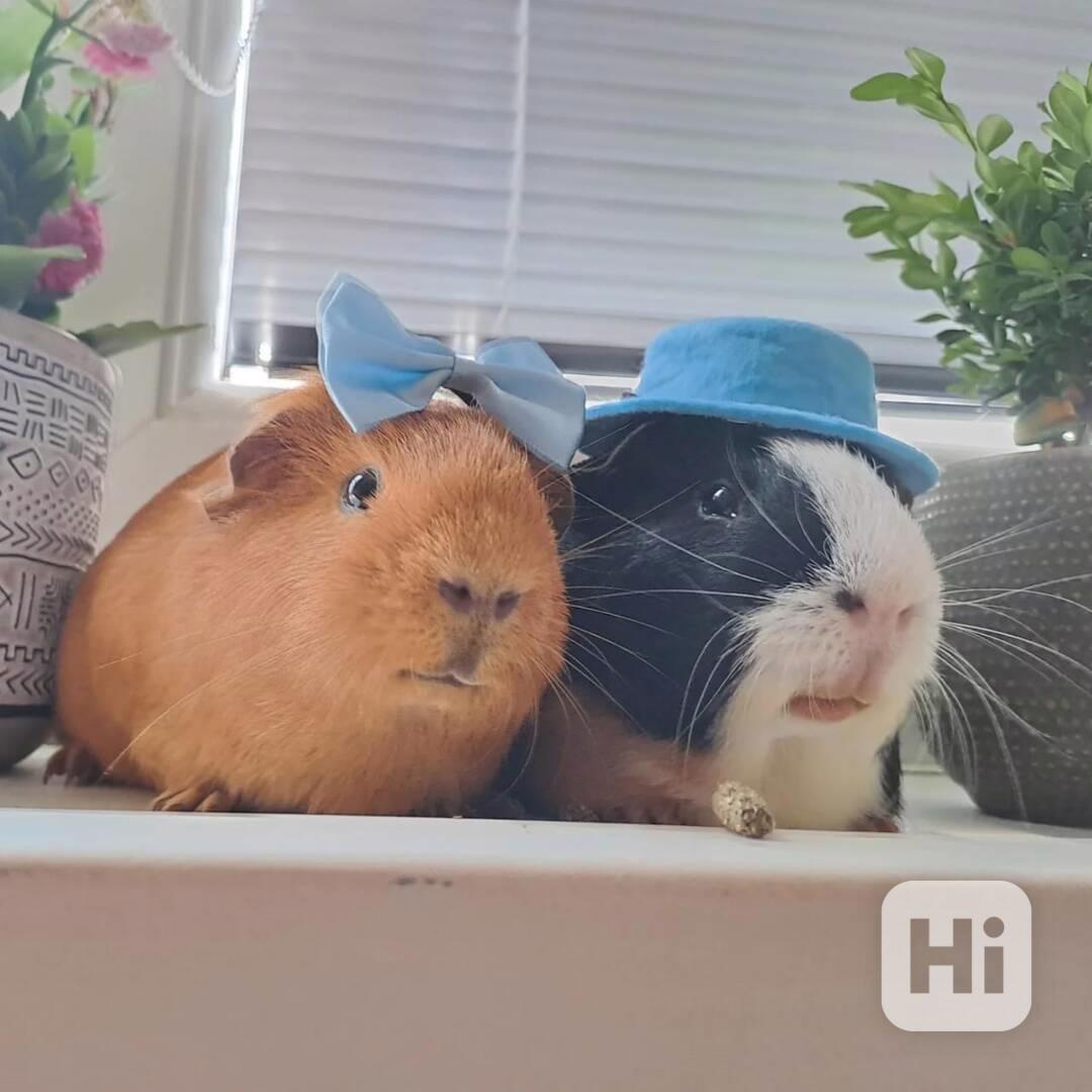 Skvělá morčata k prodeji  - foto 1