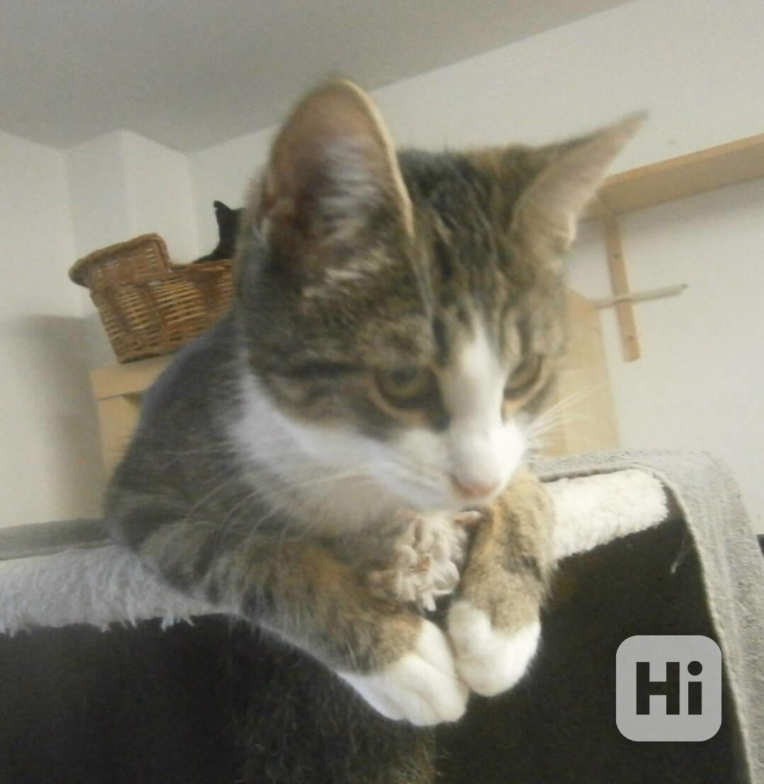 Hravá, milá, čilá mouratobílá 9měsíční Cecilka hledá domov.  - foto 1