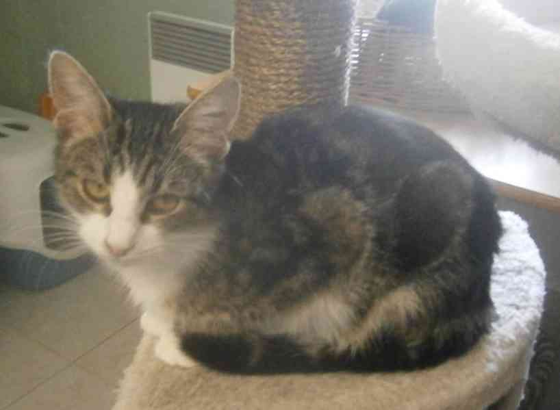 Hravá, milá, čilá mouratobílá 9měsíční Cecilka hledá domov.  - foto 3