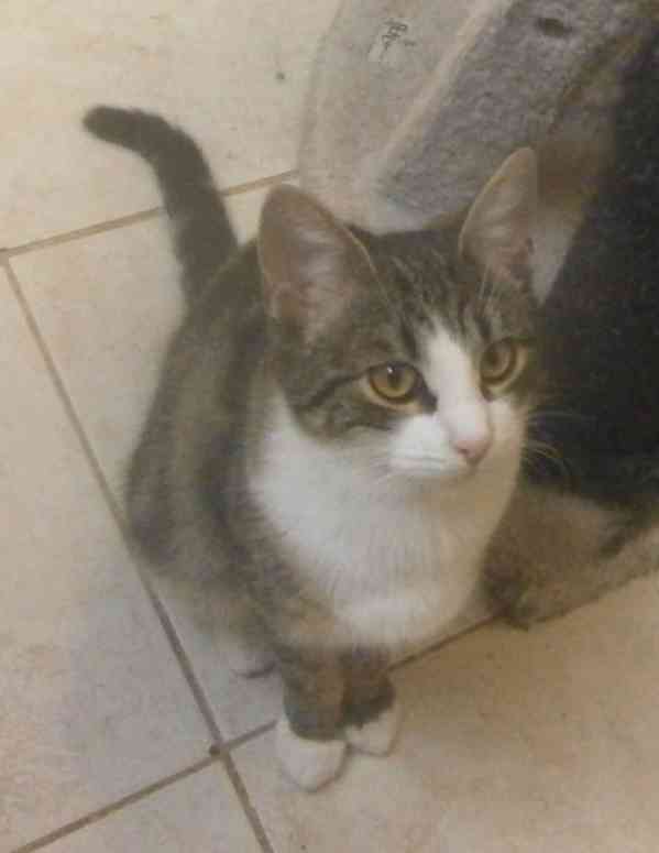 Hravá, milá, čilá mouratobílá 9měsíční Cecilka hledá domov.  - foto 2