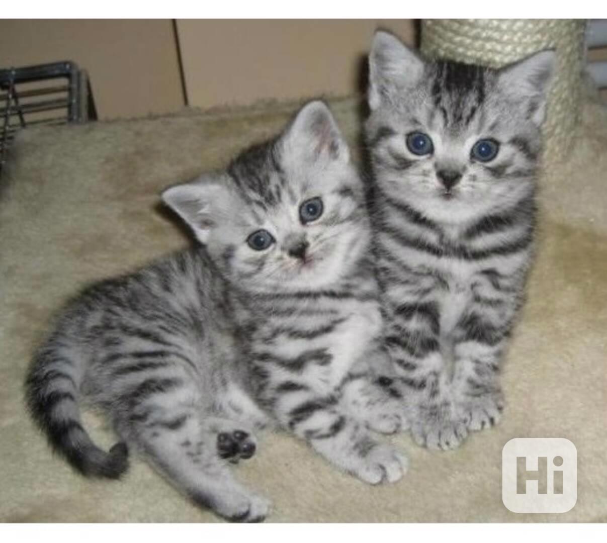 BHK Britská koťátka,, - foto 1