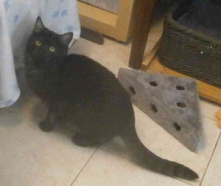 Černý až kouřový, 11měsíční Sam hledá domov.  - foto 4