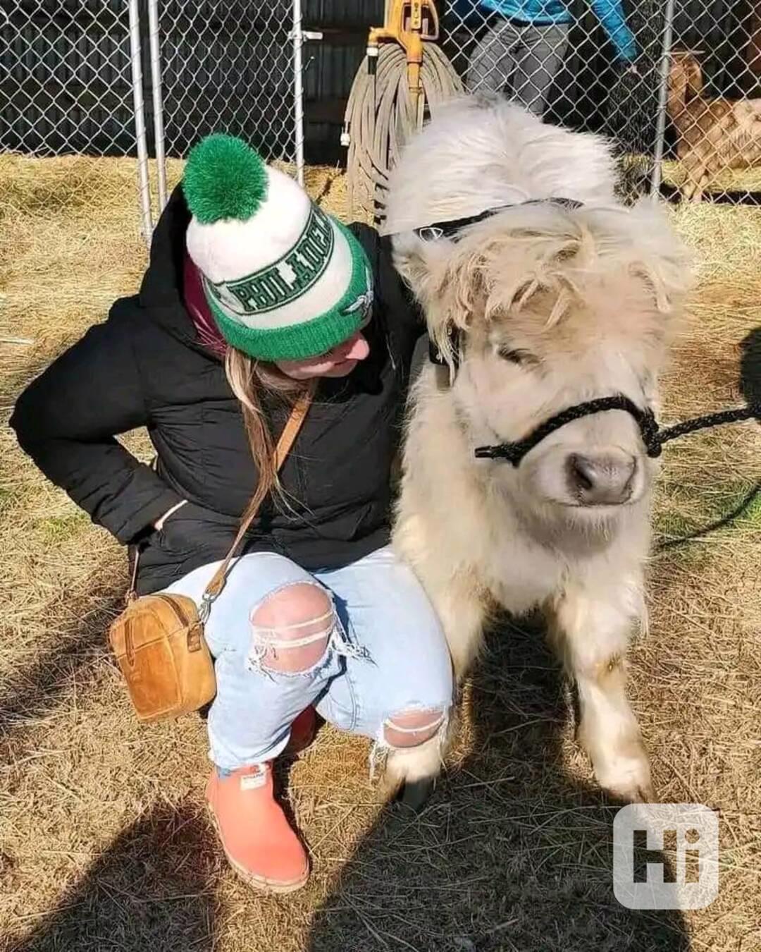 Vítejte.........Všichni naši mini oslíci mají základní očkov - foto 1
